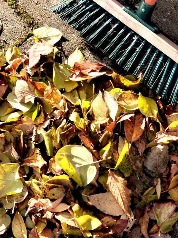 Herbstlaub