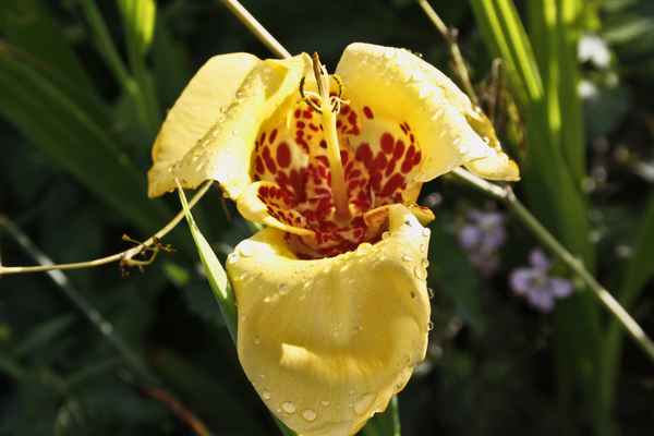 Tigerblume gelb