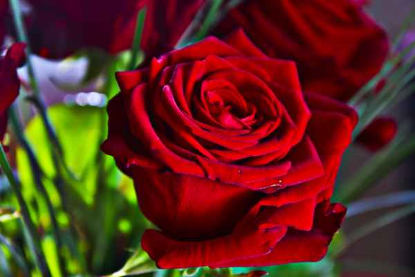 eine rose