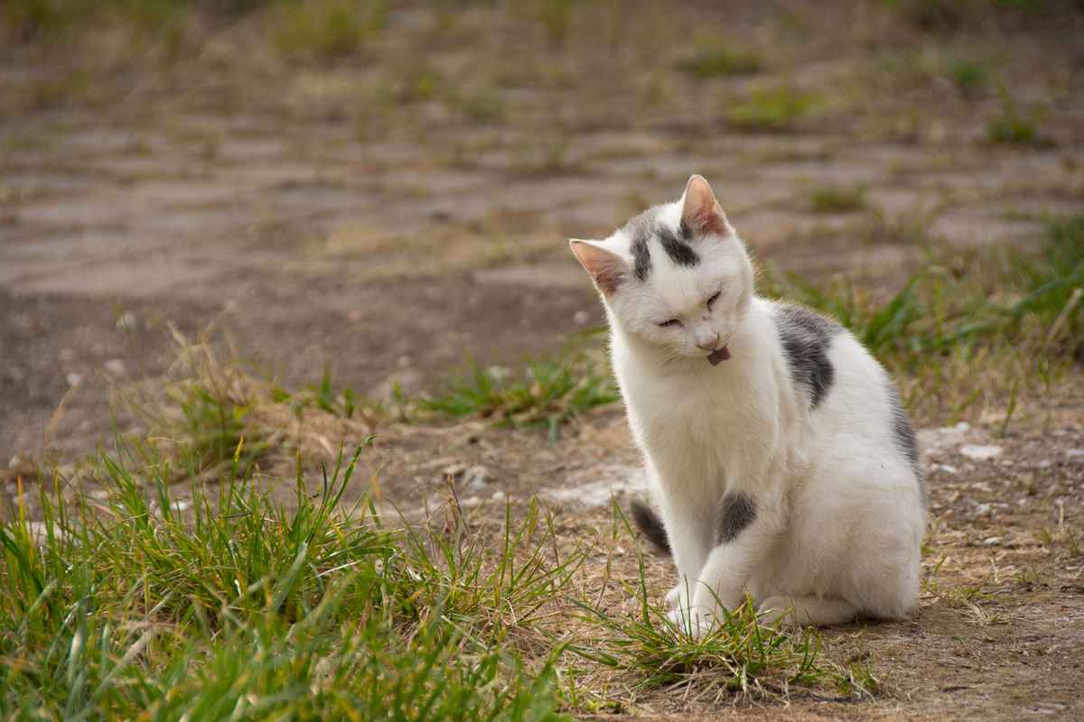Katze putzt sich auf Hof