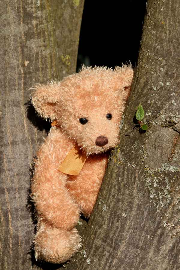 Teddy