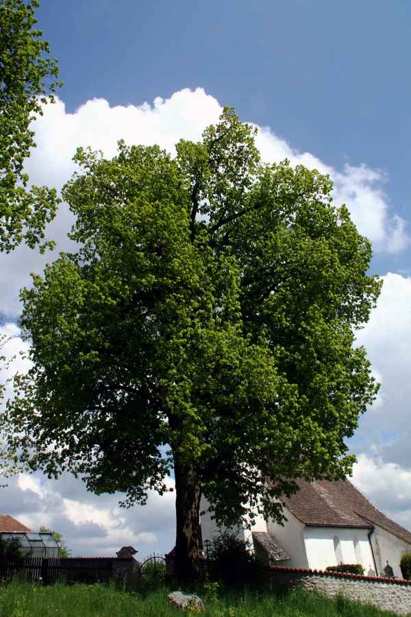 Einfach nur ein schöner Baum