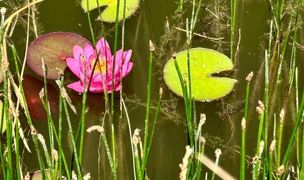 Seerose im Teich