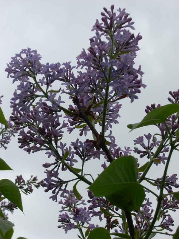  Fliederblüte
