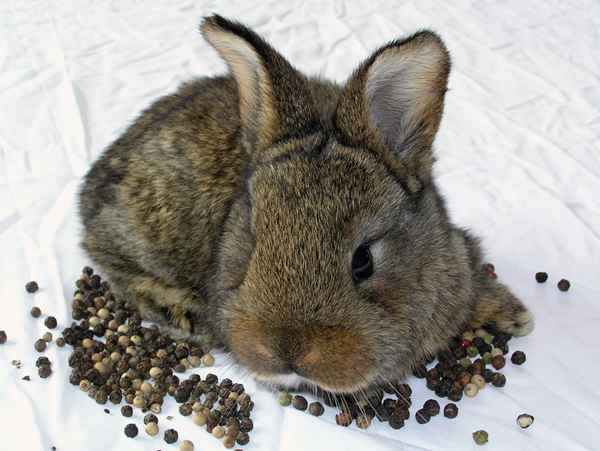 Da liegt der Hase im Pfeffer