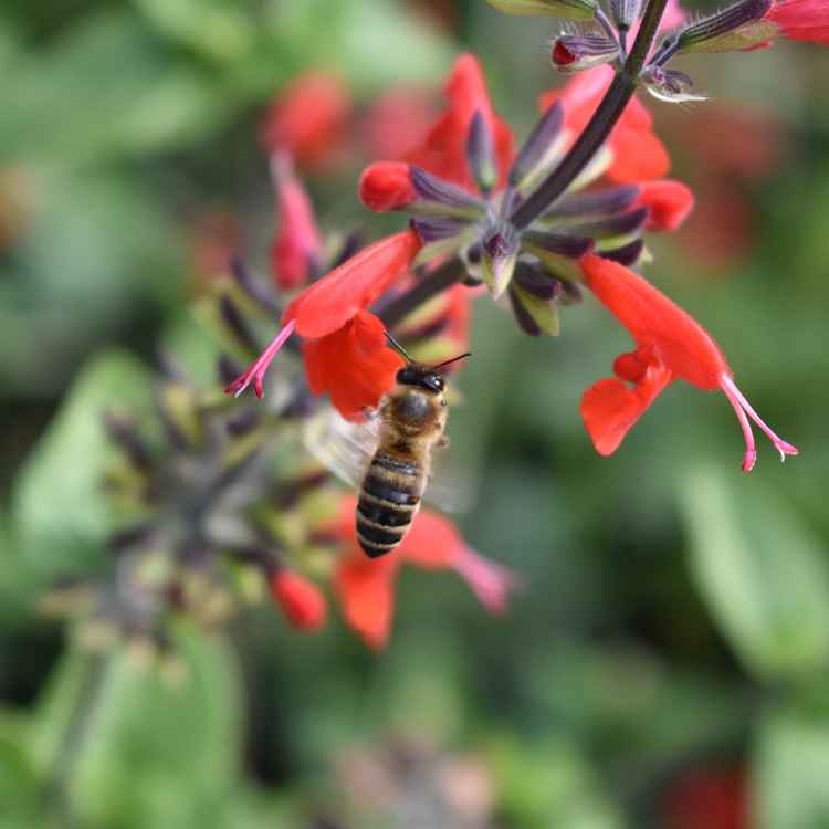 Biene im senkrechten Anflug