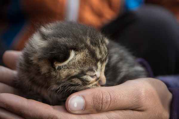 Geborgenheit für Katzenbaby