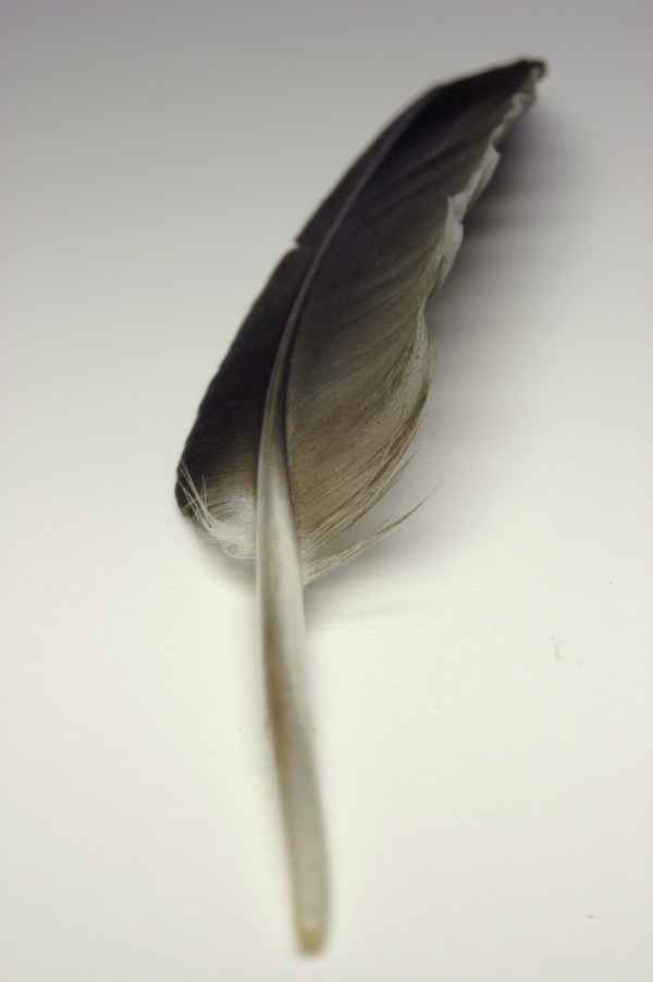 Vogelfeder