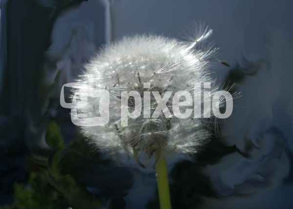 Löwenzahn „Pusteblume“. 4