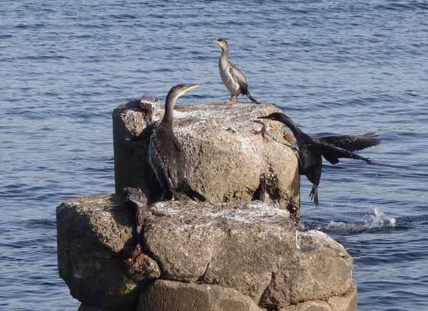 Kormoran-Familie
