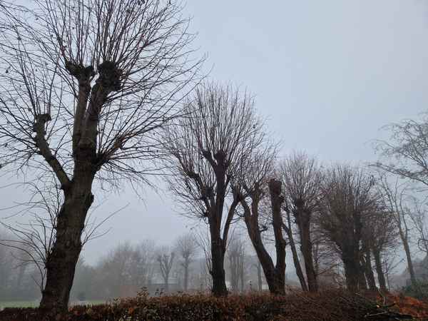 Bäume im Nebel