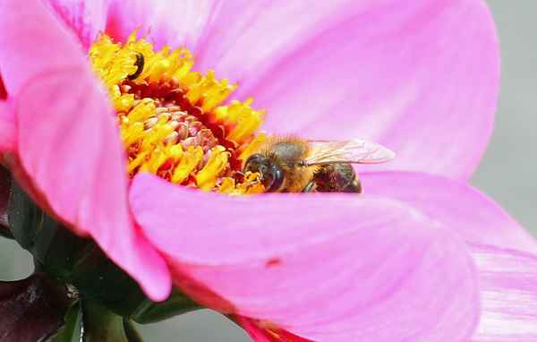 Stadt.Blume 03