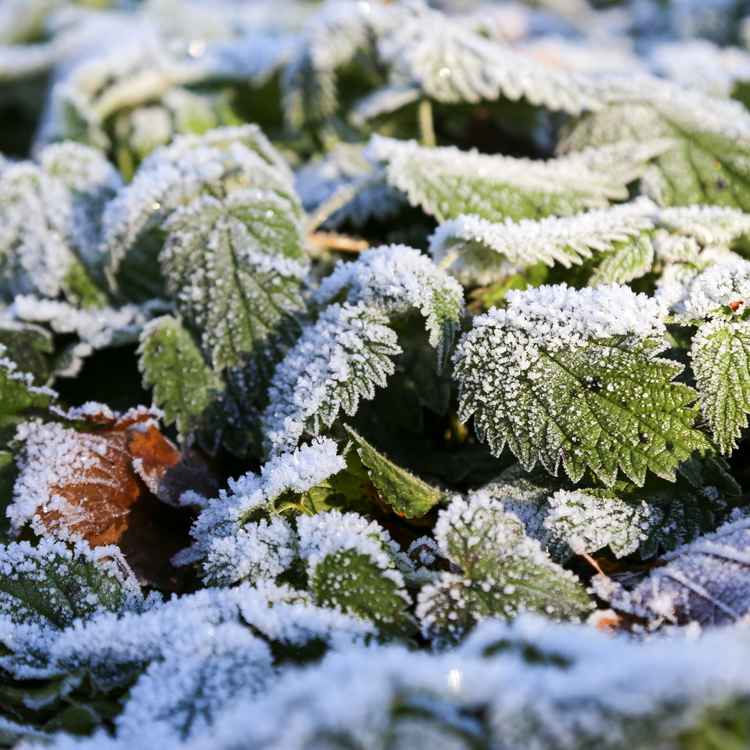 Winterschlaf
