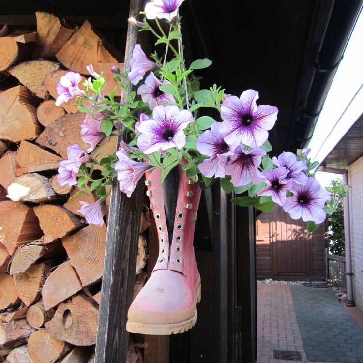 Gummistiefel-Blumen