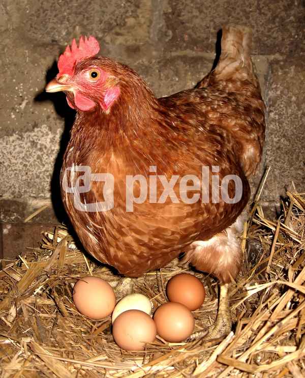 Ahh, mein Frückstücksei ist fertig! ;-)