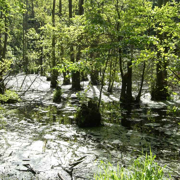 See im Wald