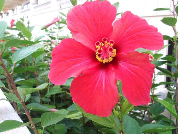 BLUME/CALA RATJADA