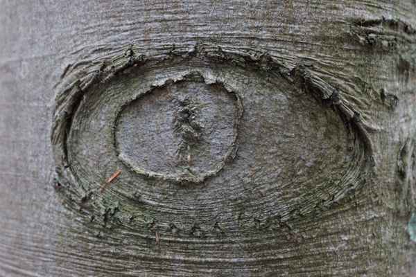 Holzauge sei wachsam