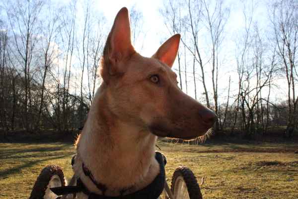 Hündin Hope im Rollwagen