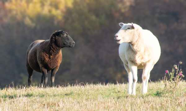 Baa, Baa, Black Sheep ...