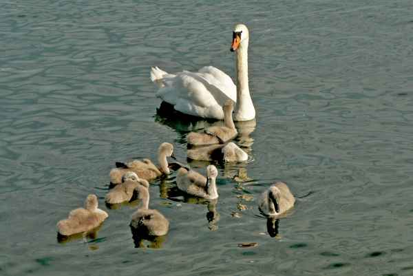 ..eins...zwei...drei...vier............alle da