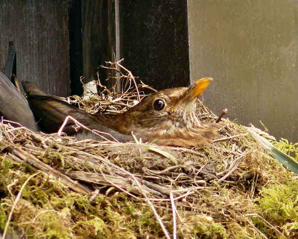 "Das Nest ist fertig!"