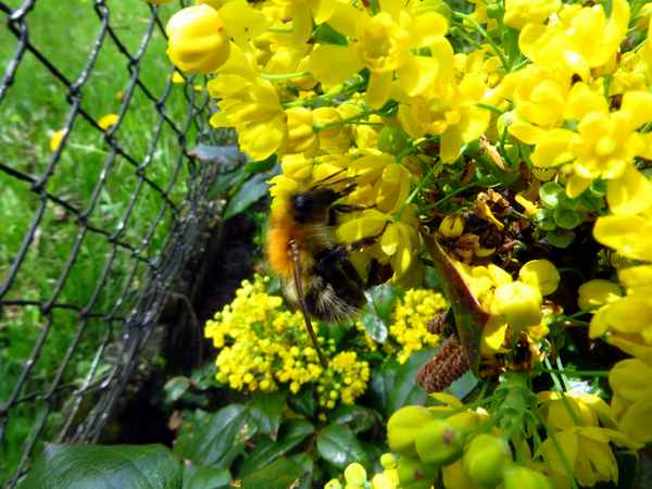 Hummelversteck...