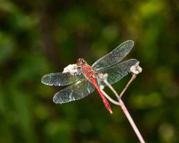 Blutrote Heidelibelle