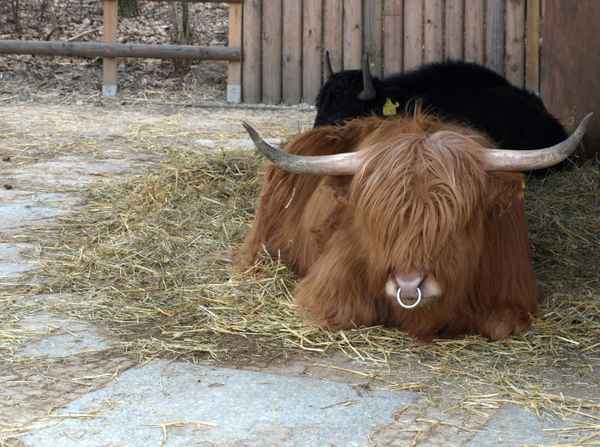 Bison vor Stall
