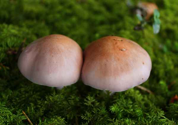 In trauter Zweisamkeit