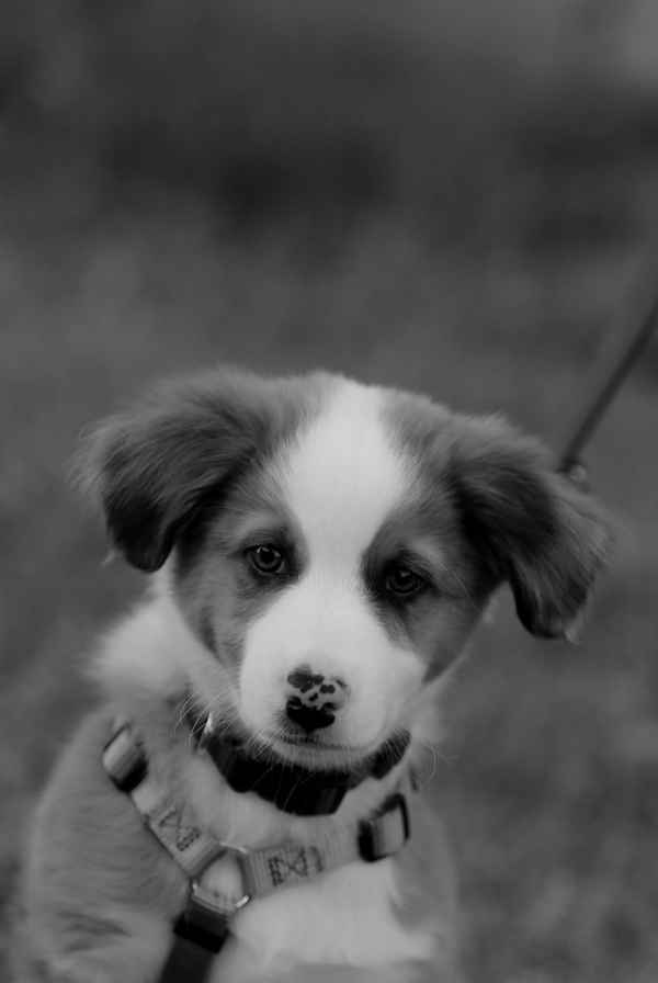 Australien Shepherd Welpe in S/W