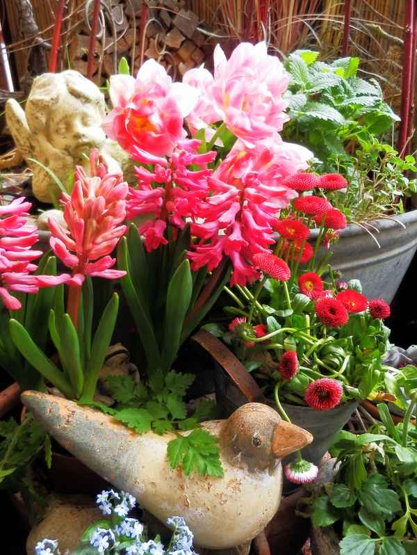 Frühling in Rosa