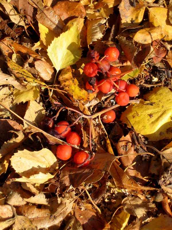 Herbstfarben