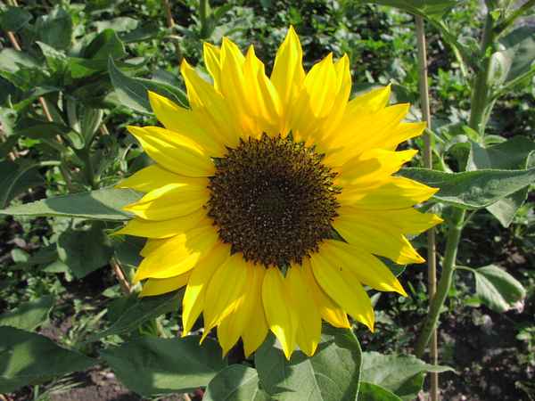 Sonnenblume
