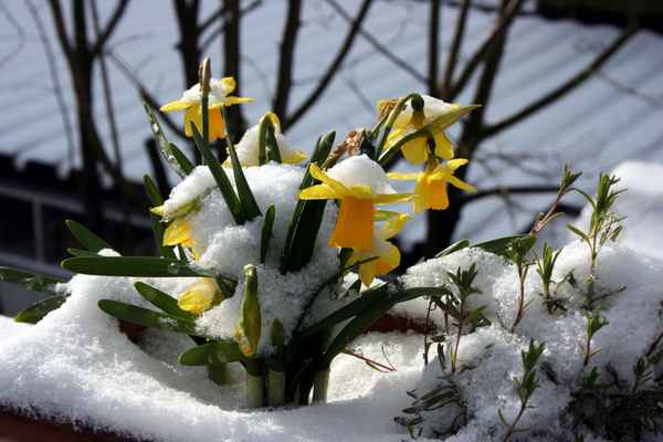 Narzissen im Schnee