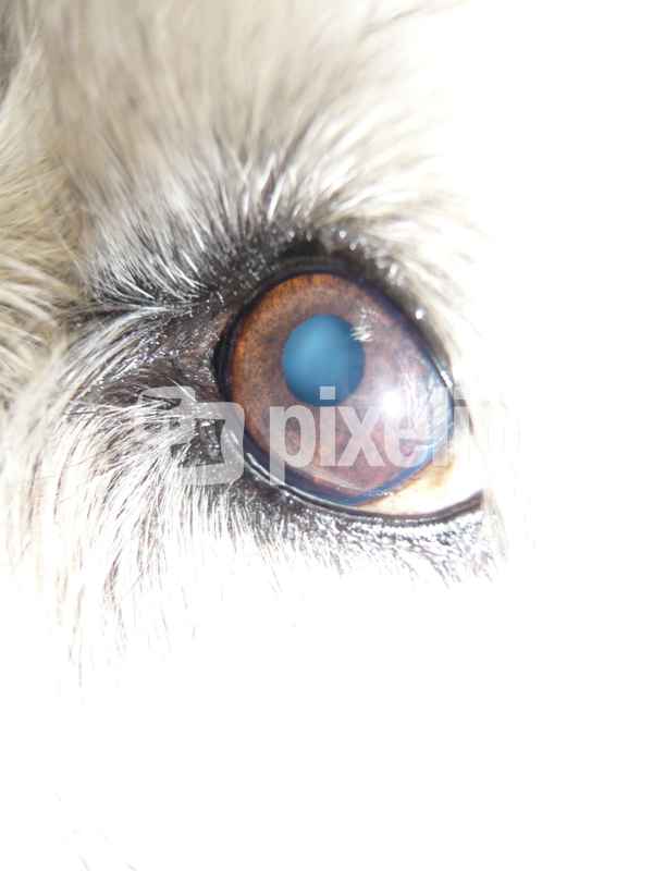 Lupos Blick