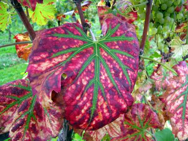 Farbenfroher Weinherbst