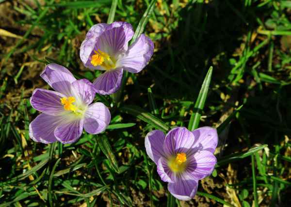 Die Farben des Frühlings 03