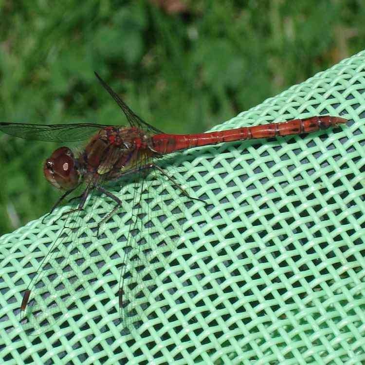 Libelle am Teich