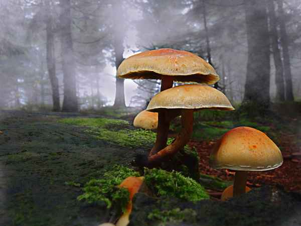Herbst