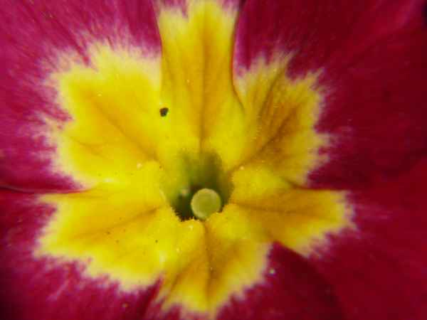 Blick in eine Primel