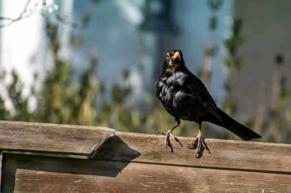 Amsel