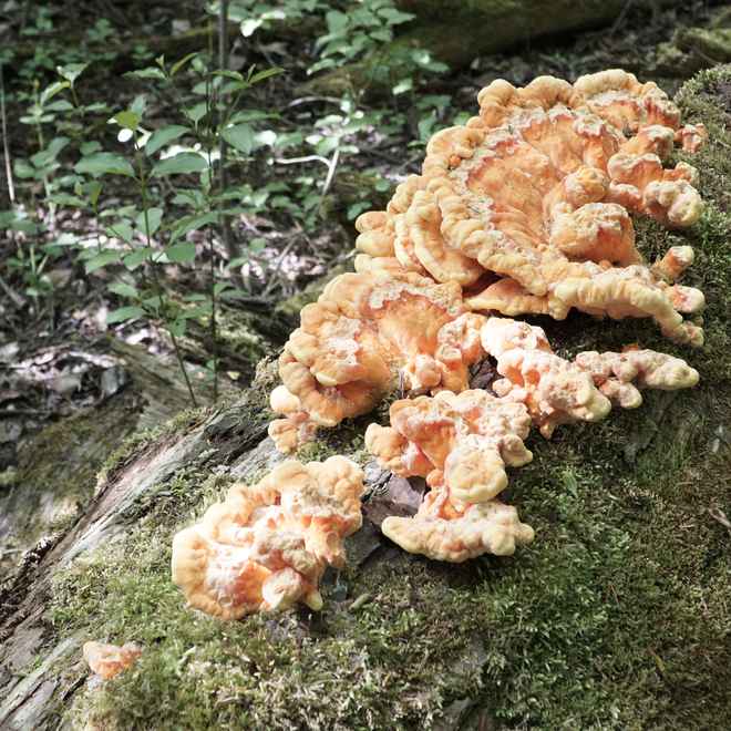 Pilz