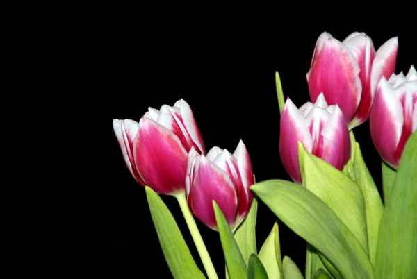 Frühlingsblüher Tulpen
