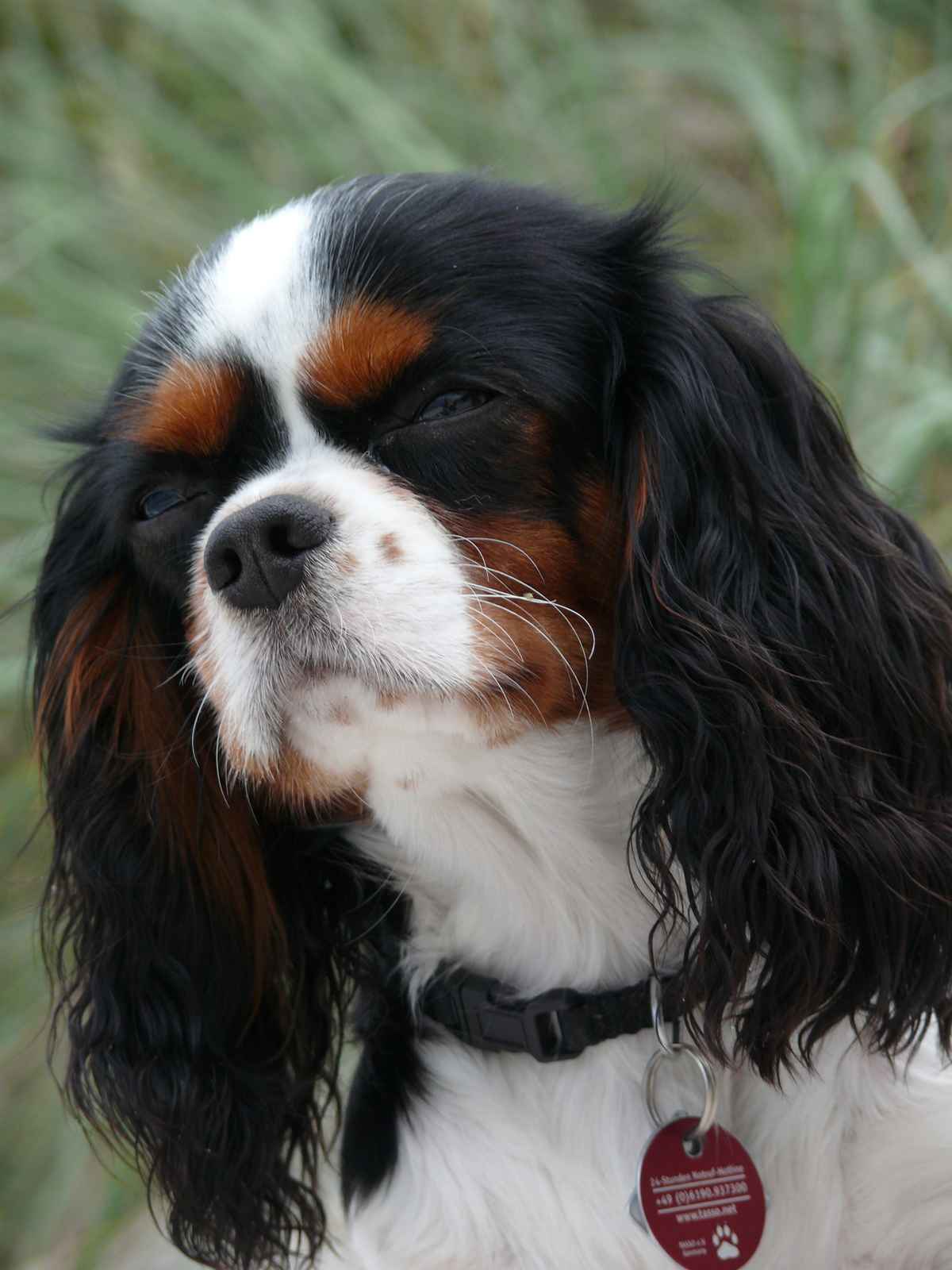 cavalier king charles spaniel