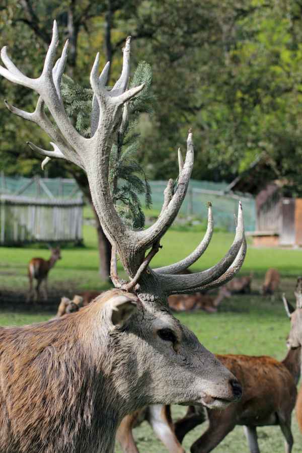 Der Hirsch