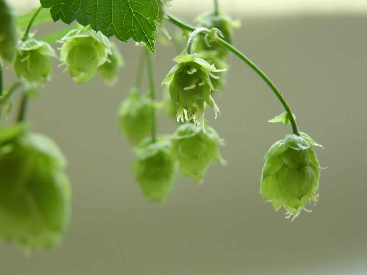 Hopfen