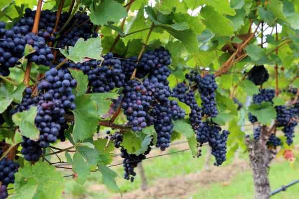 Roter Wein für Franken