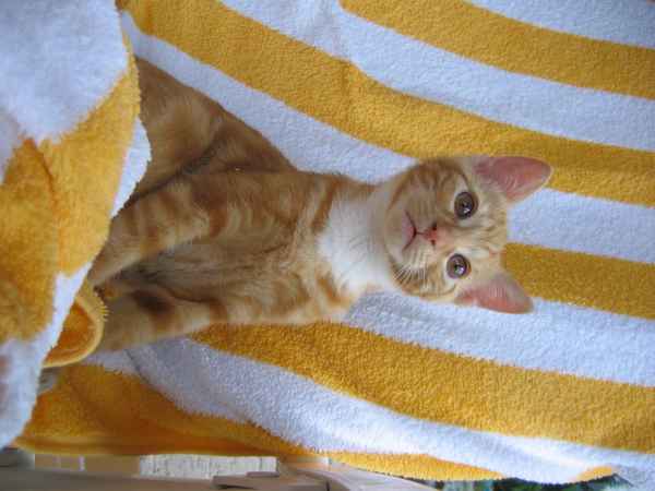 roter Kater Merlin