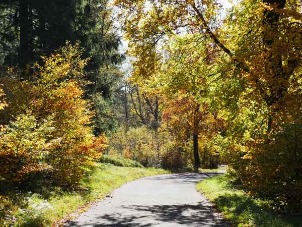 Bergwald im Herbst